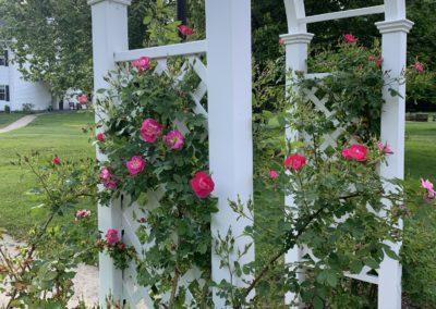 Roses growing on trellis